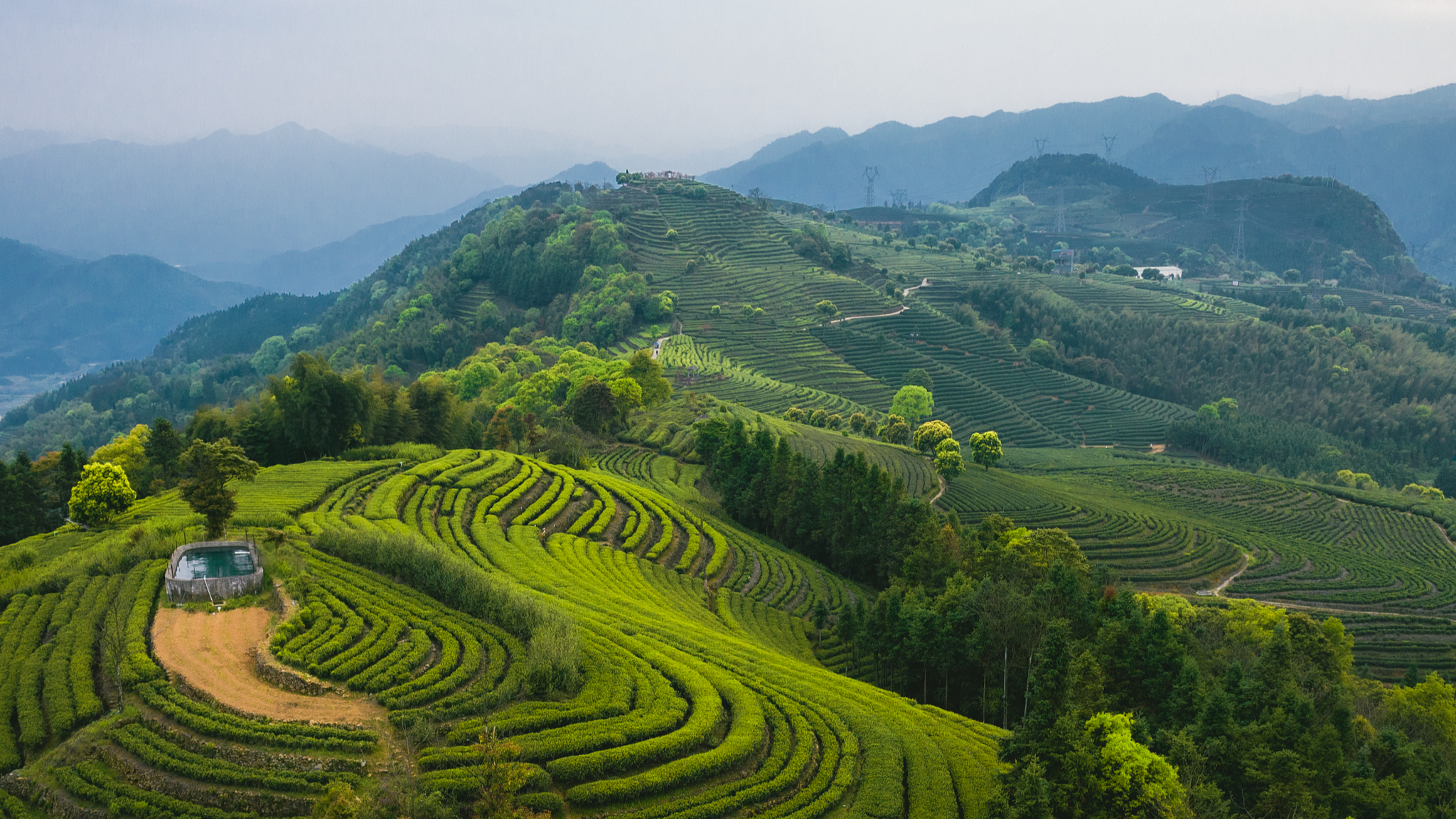 A tea garden in Gantang Town in Ningde City, southeast China's Fujian Province, on April 2, 2023. /CFP