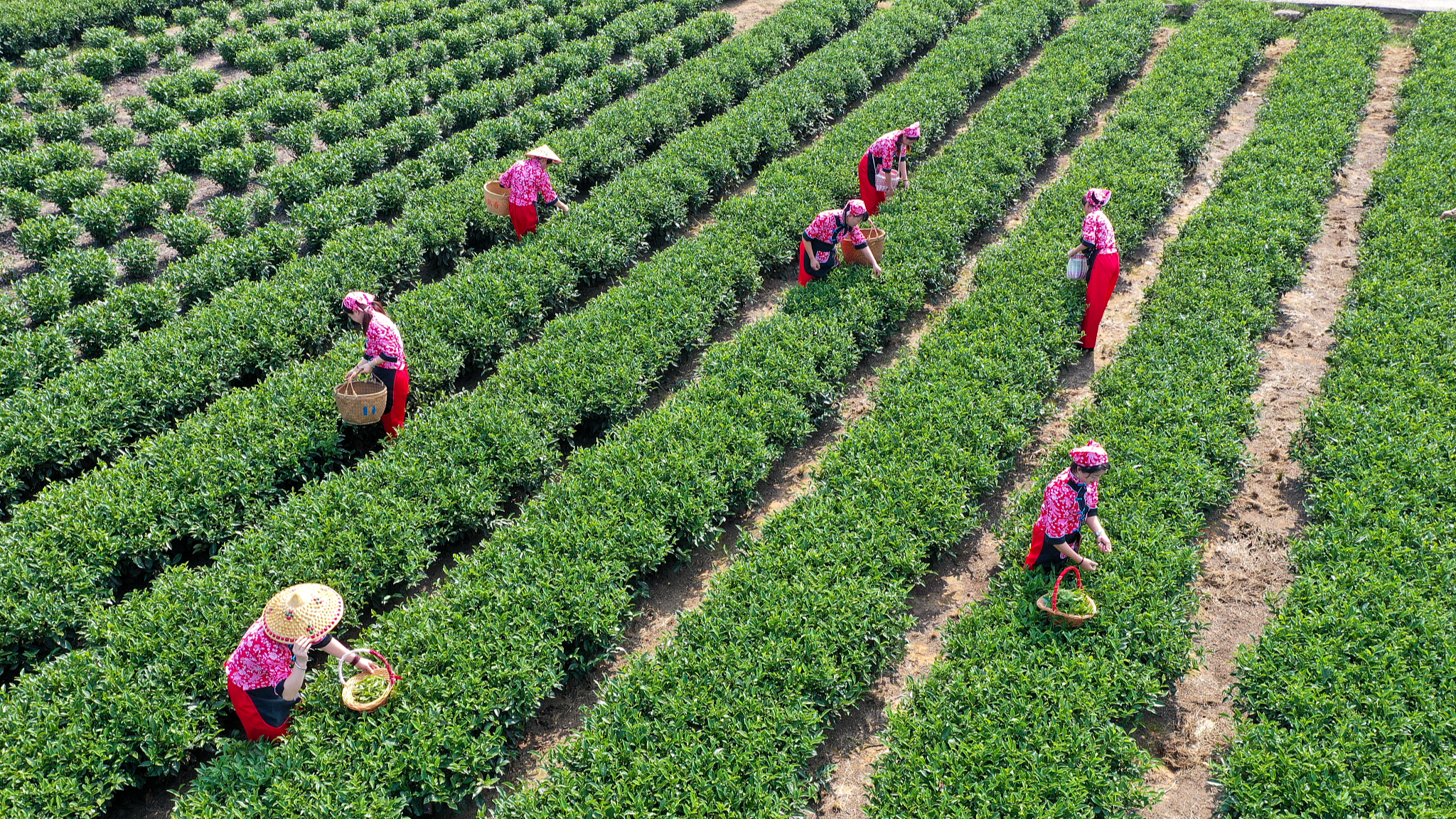 Farmers are pictured picking tea leaves in Fuding City, Fujian Province, on September 9, 2022. /CFP