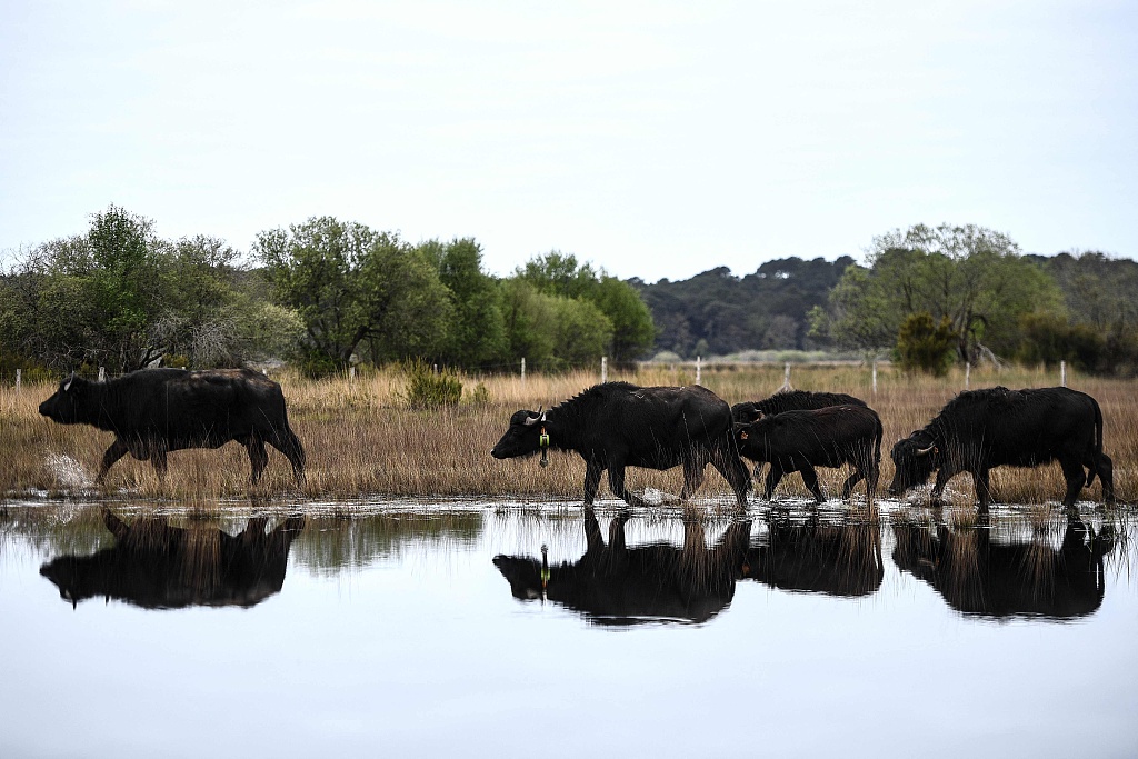 Water buffalos roam through a marsh after their release into the wild at the Etang de Cousseau Nature Reserve in Lacanau, southwestern France, on April 11, 2024. /CFP