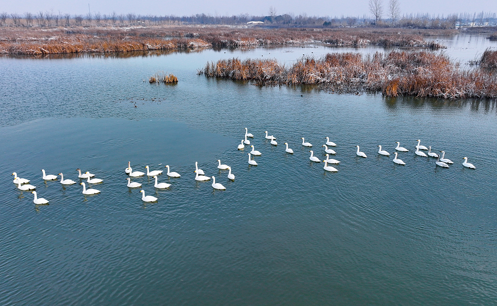 A flock of cygnets is seen resting and foraging at Hongze Lake Nature Reserve in Suqian, Jiangsu Province, on February 24, 2024, for a stopover en route to the north. /CFP
