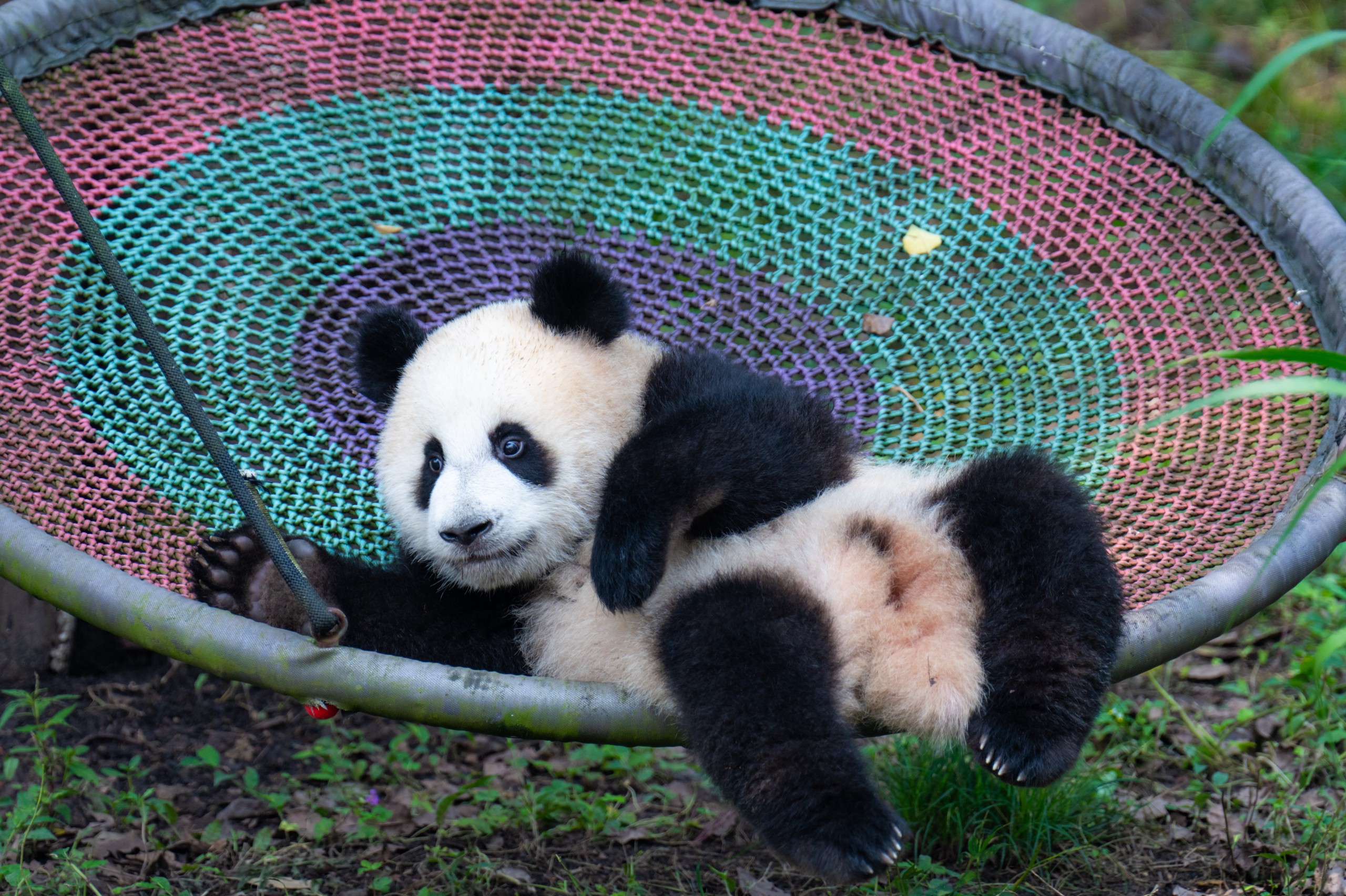 Panda Mang Cancan is pictured playing on a swing at Chongqing Zoo on May 19, 2024. /IC