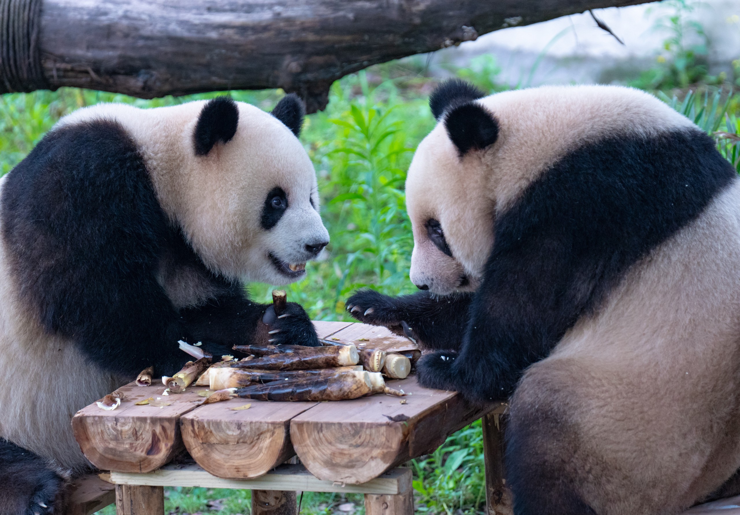 Pandas Xing Xing and Chen Chen enjoy bamboo shoots while sitting at a table at Chongqing Zoo on May 19, 2024. /IC