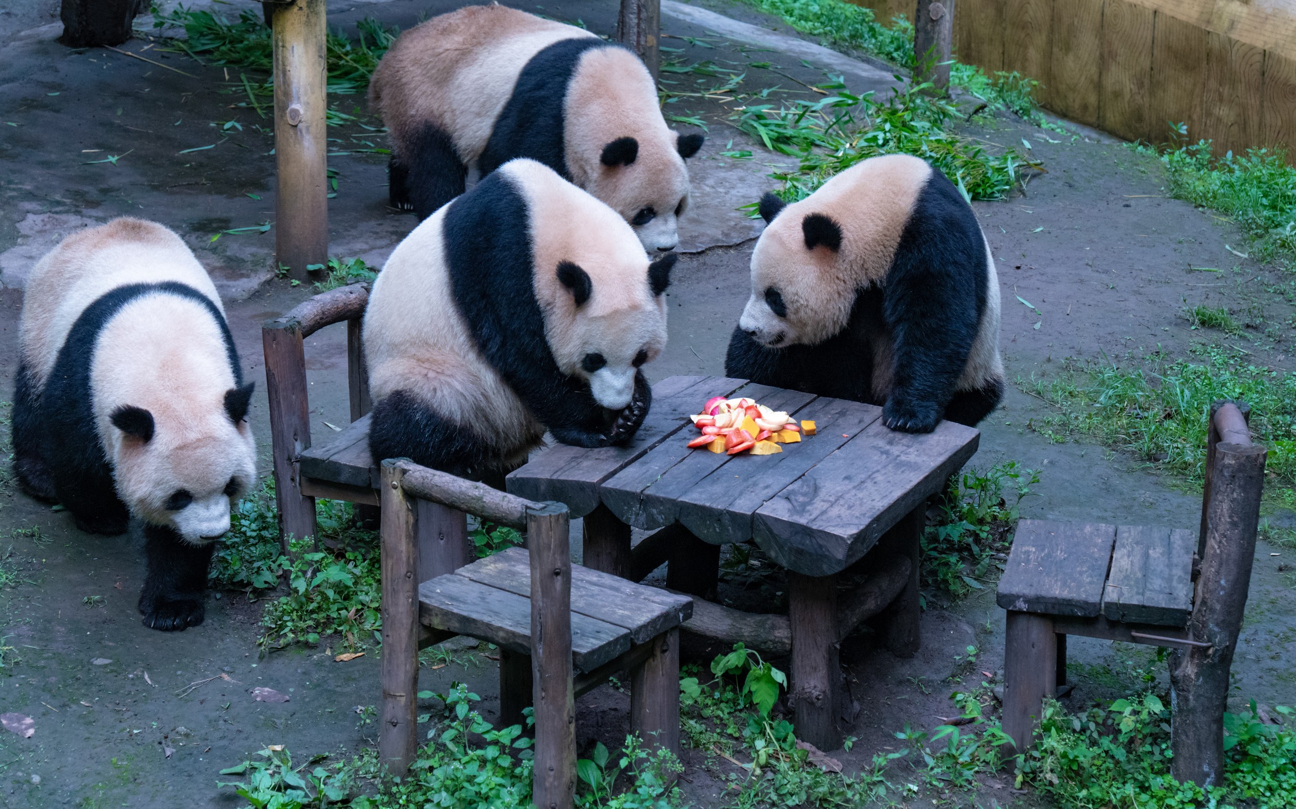 Pandas at Chongqing Zoo enjoy apples and pumpkins on May 19, 2024. /IC