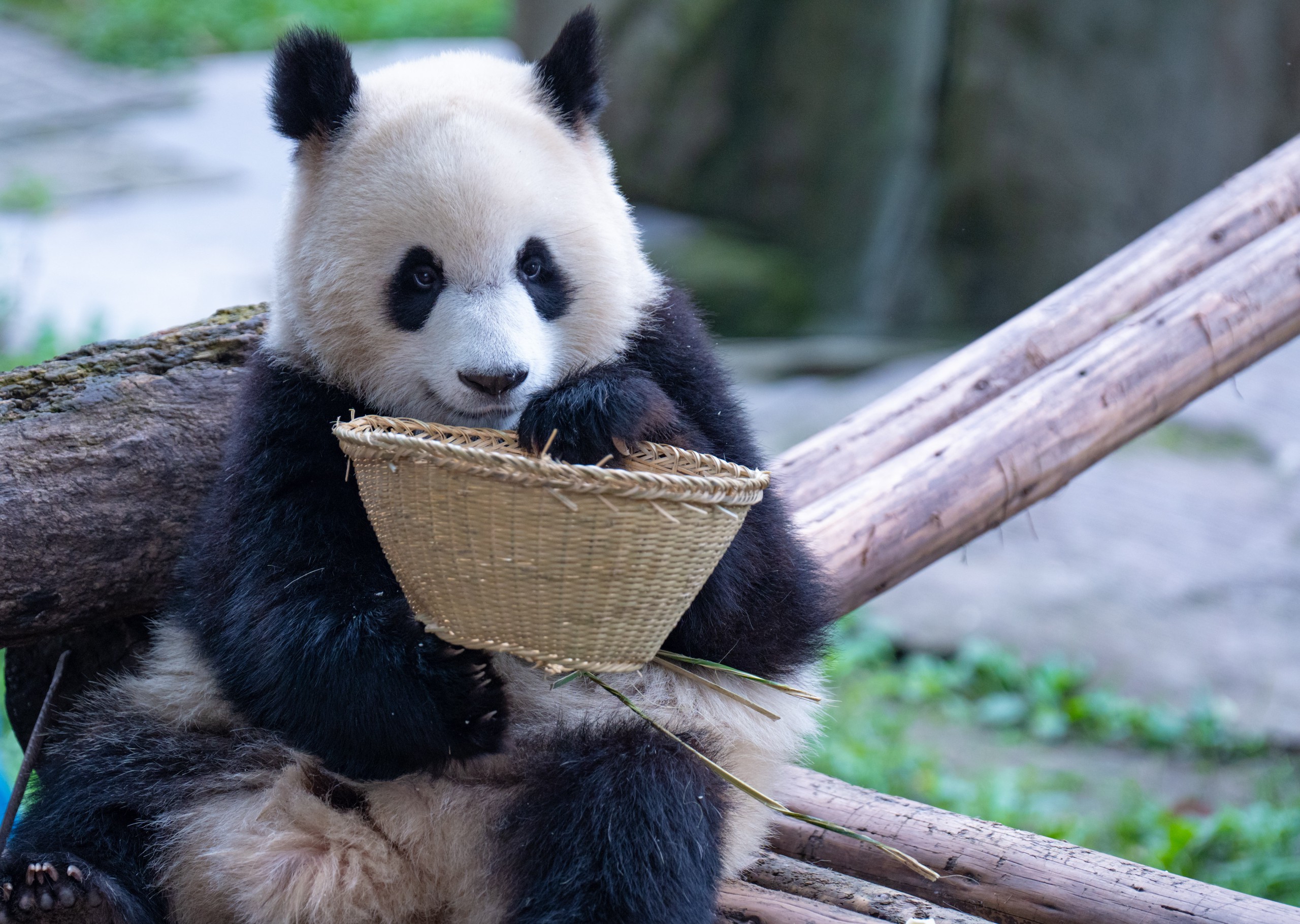 Panda Yu Ai is pictured eating out of a basket at Chongqing Zoo on May 19, 2024. /IC