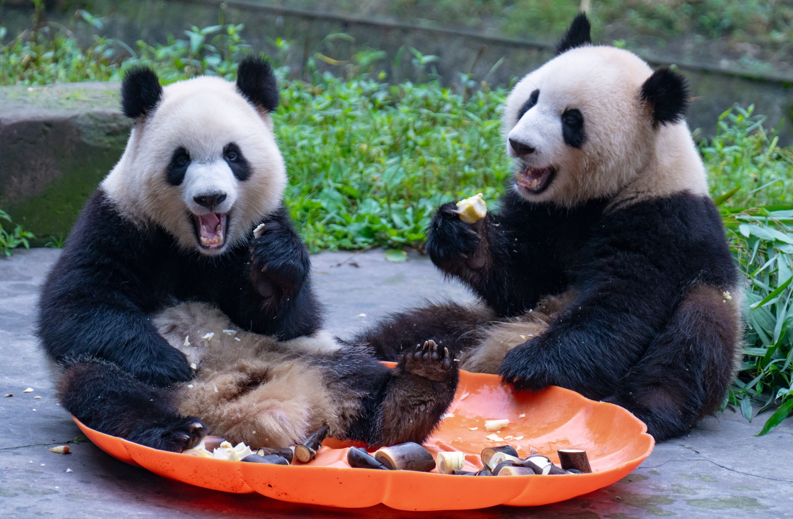 Yu Ke and Yu Ai, the giant panda twin celebrities at Chongqing Zoo, are pictured feasting on bamboo shoots on May 19, 2024. /IC