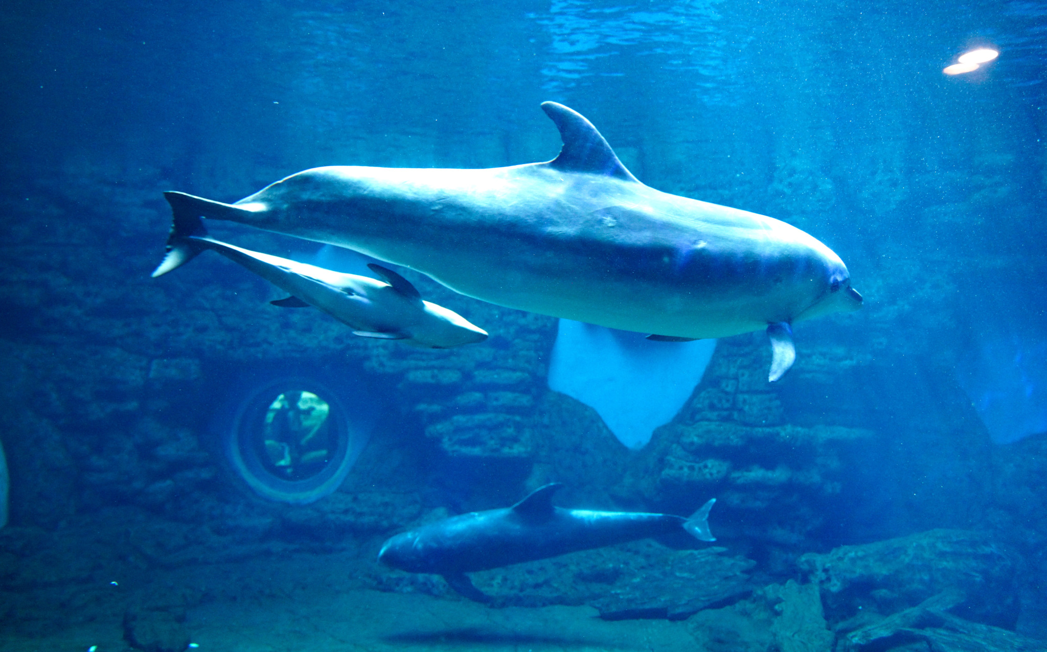 The dolphin family of three – the bottlenose dolphin mother, the Risso's dolphin father, and their calf – is pictured at Zhengzhou Ocean Aquarium in Henan Province on May 19, 2024. /CFP