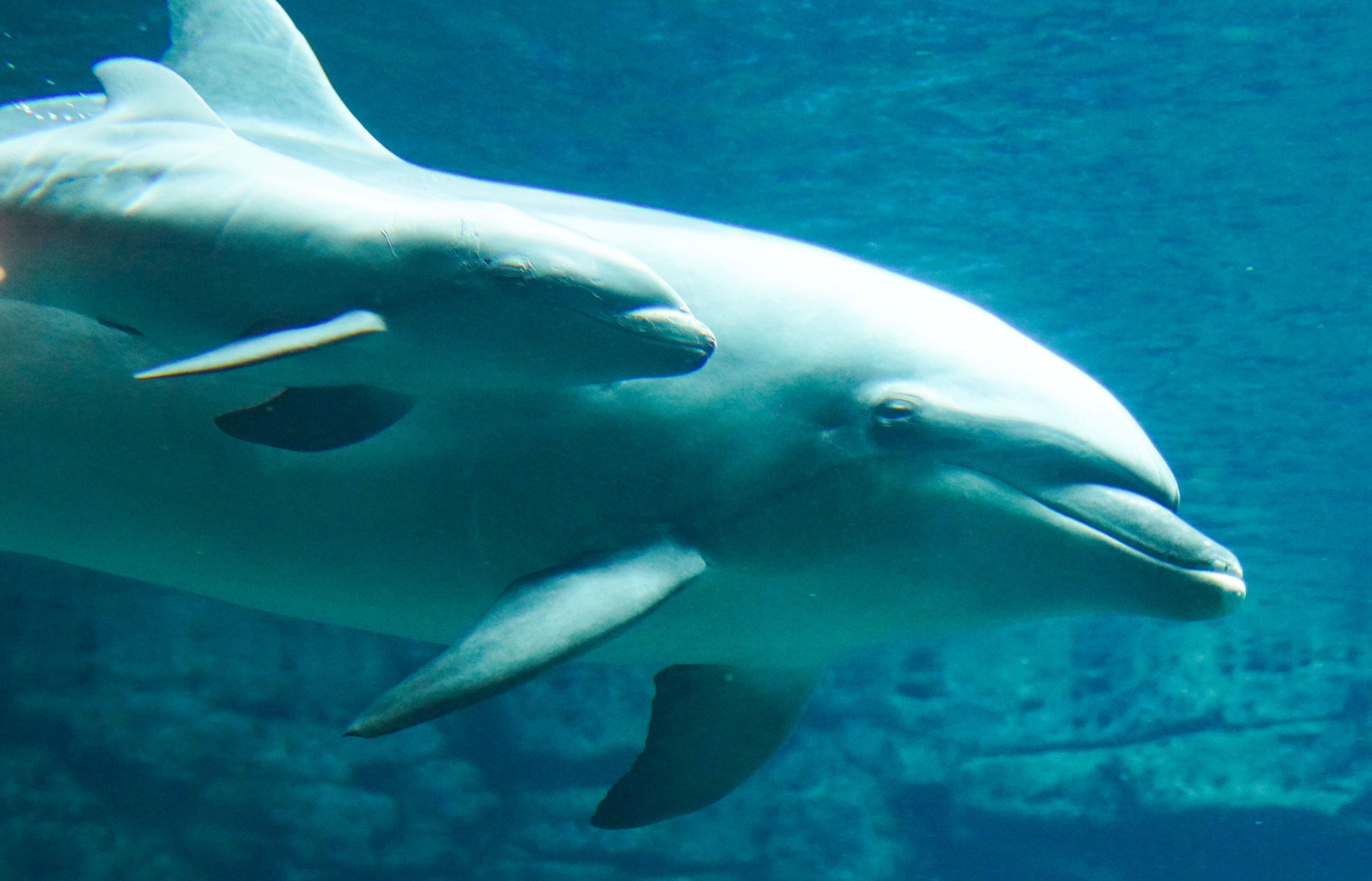 A close-up of the bottlenose dolphin mother and her hybrid calf is pictured at Zhengzhou Ocean Aquarium in Henan Province on May 19, 2024. /CFP 