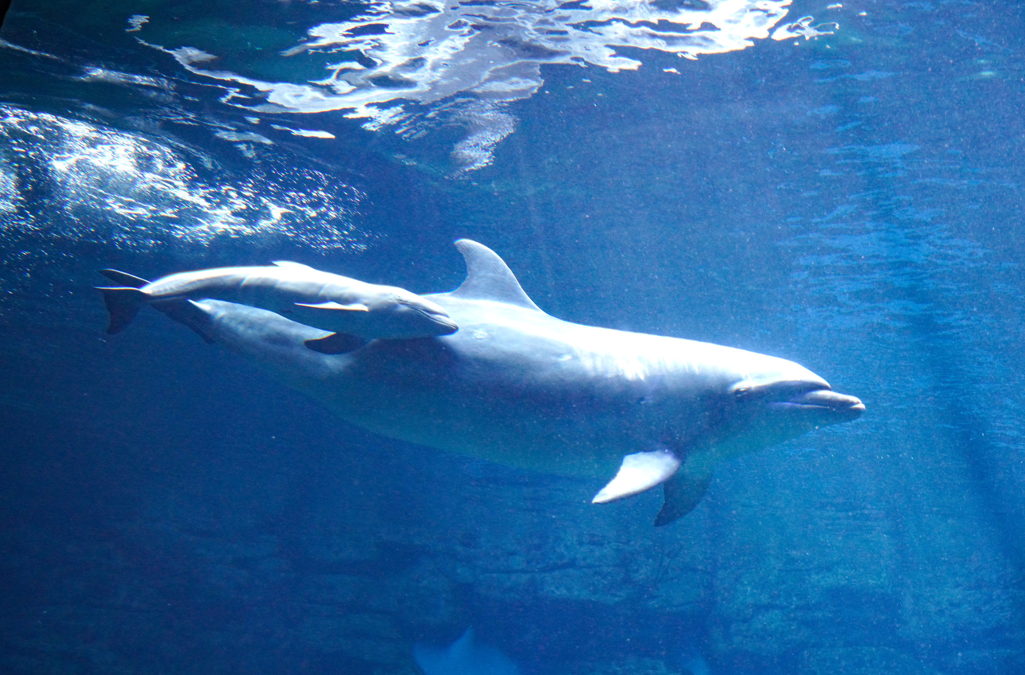 The newborn dolphin hybrid swims beside its bottlenose dolphin mother at Zhengzhou Ocean Aquarium in Henan Province on May 19, 2024. /CFP 