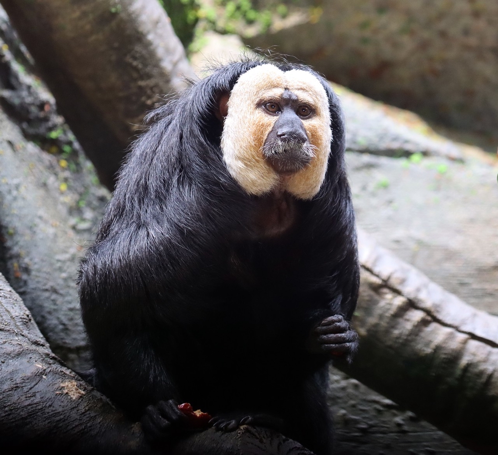 A file photo shows the white-face saki monkey “Du Du” at Hongshan Forest Zoo in Nanjing, Jiangsu Province, China. /IC