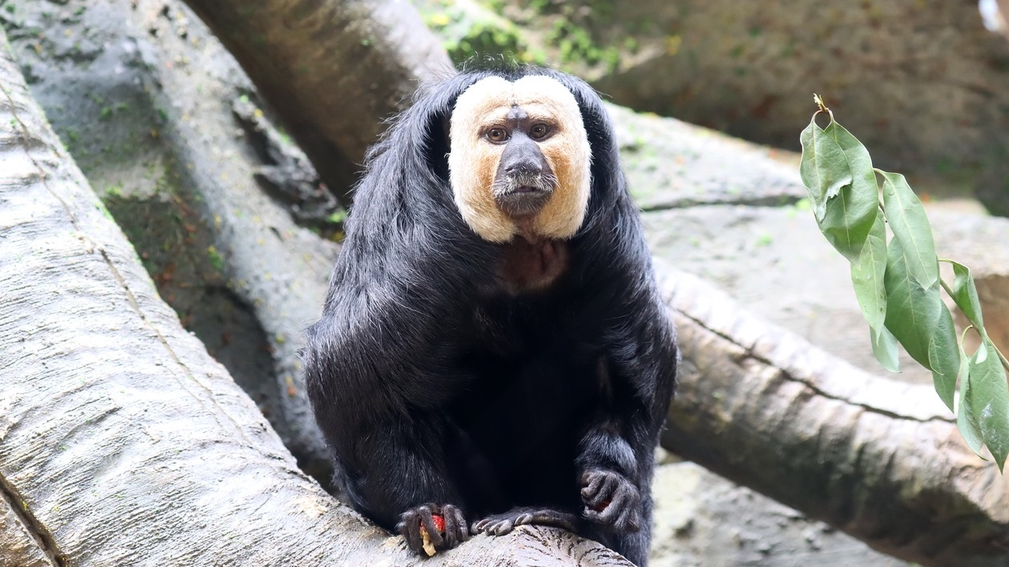 A file photo shows the white-face saki monkey “Du Du” at Hongshan Forest Zoo in Nanjing, Jiangsu Province, China. /IC