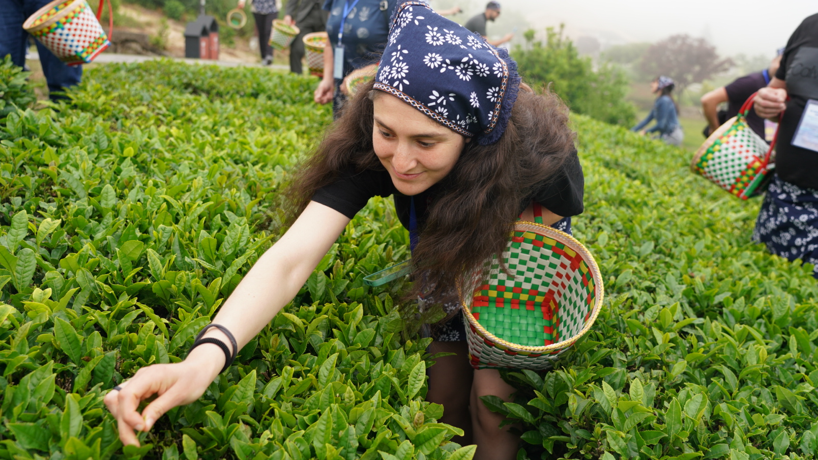 Bulgarian visitors pick tea in Ningbo