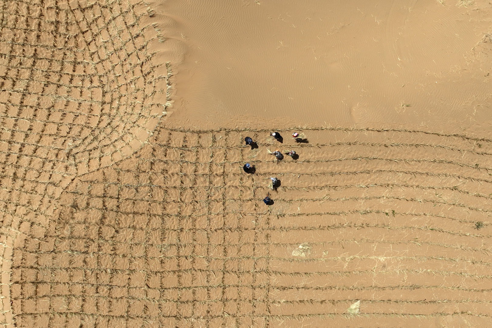 Workers arrange grass grids in the Tengger Desert, Zhongwei City, Ningxia Hui Autonomous Region, northwest China, May 9, 2024. /CFP