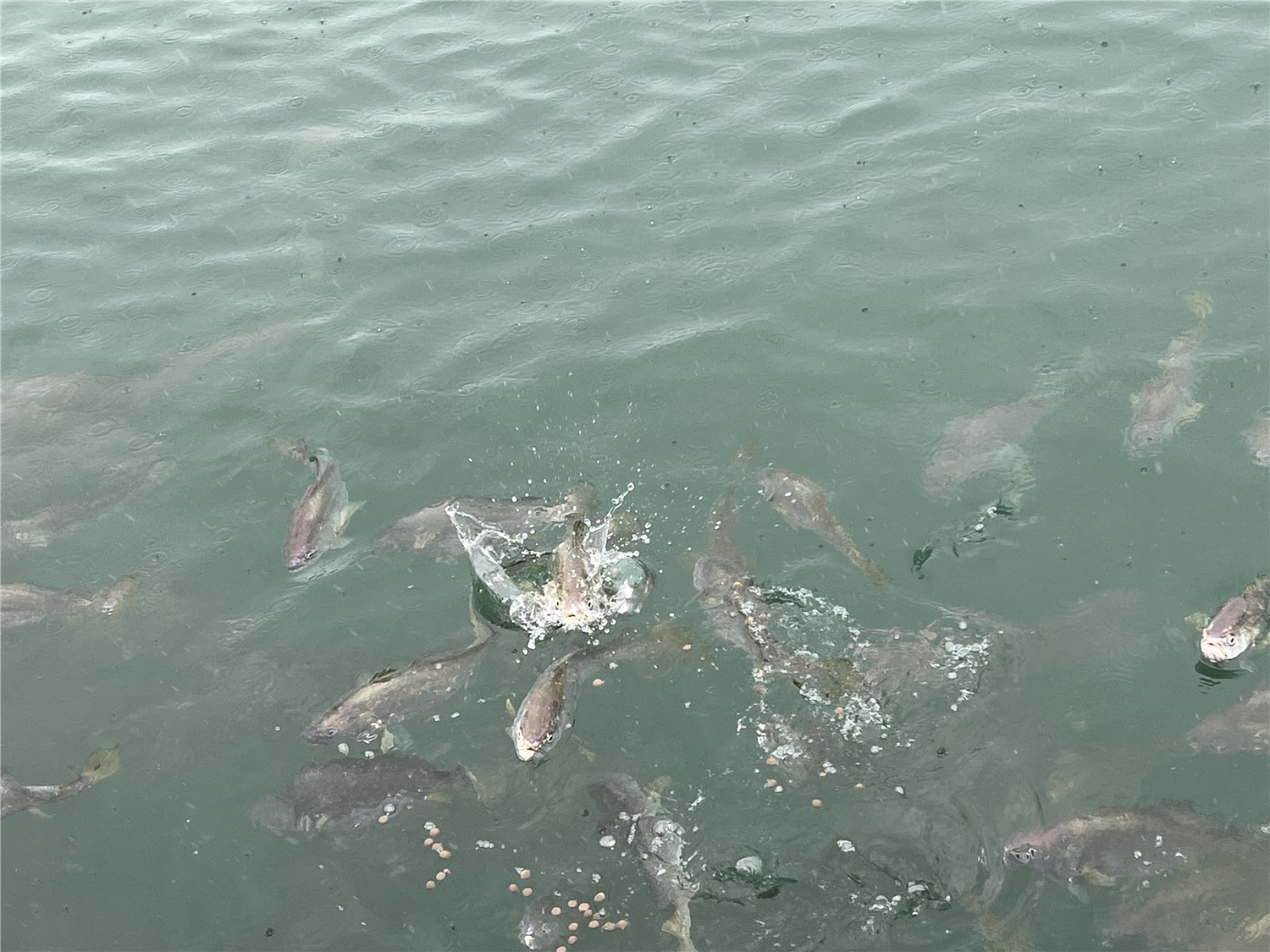 A photo taken on May 21, 2024 shows yellow croakers in the waters of Sandu'ao port in Ningde, Fujian Province, China. /CGTN