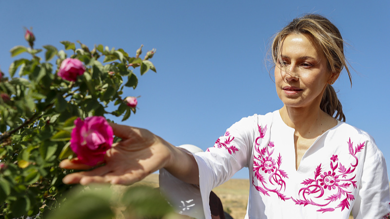 Asma al-Assad, wife of Syrian President Bashar al-Assad, picks roses during the Damascene Rose Harvest Festival in the village of al-Marah in the mountainous region of Qalamoun, Syria, May 25, 2023. /CFP
