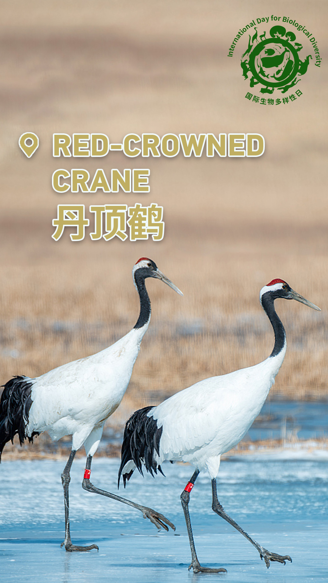 Check out China's cute animals on International Day for Biological Diversity