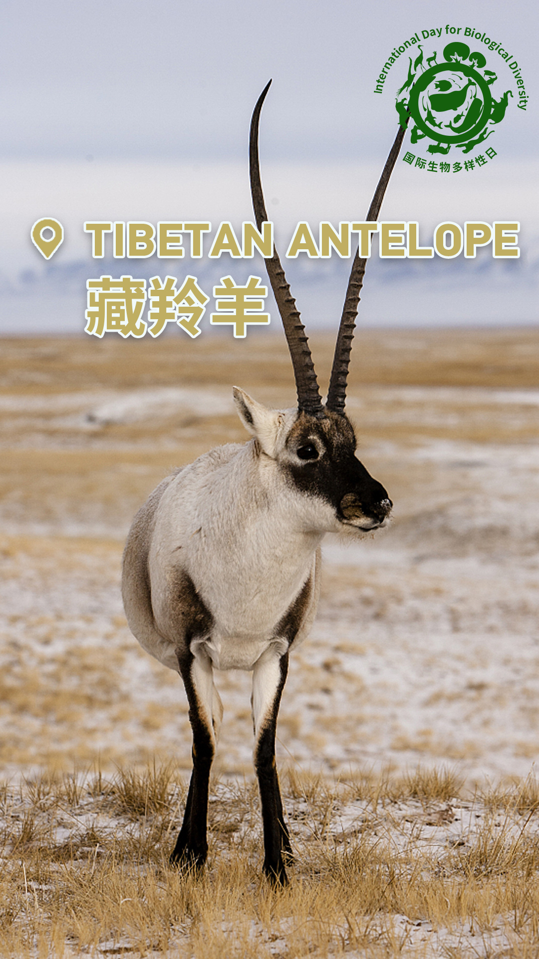 Check out China's cute animals on International Day for Biological Diversity