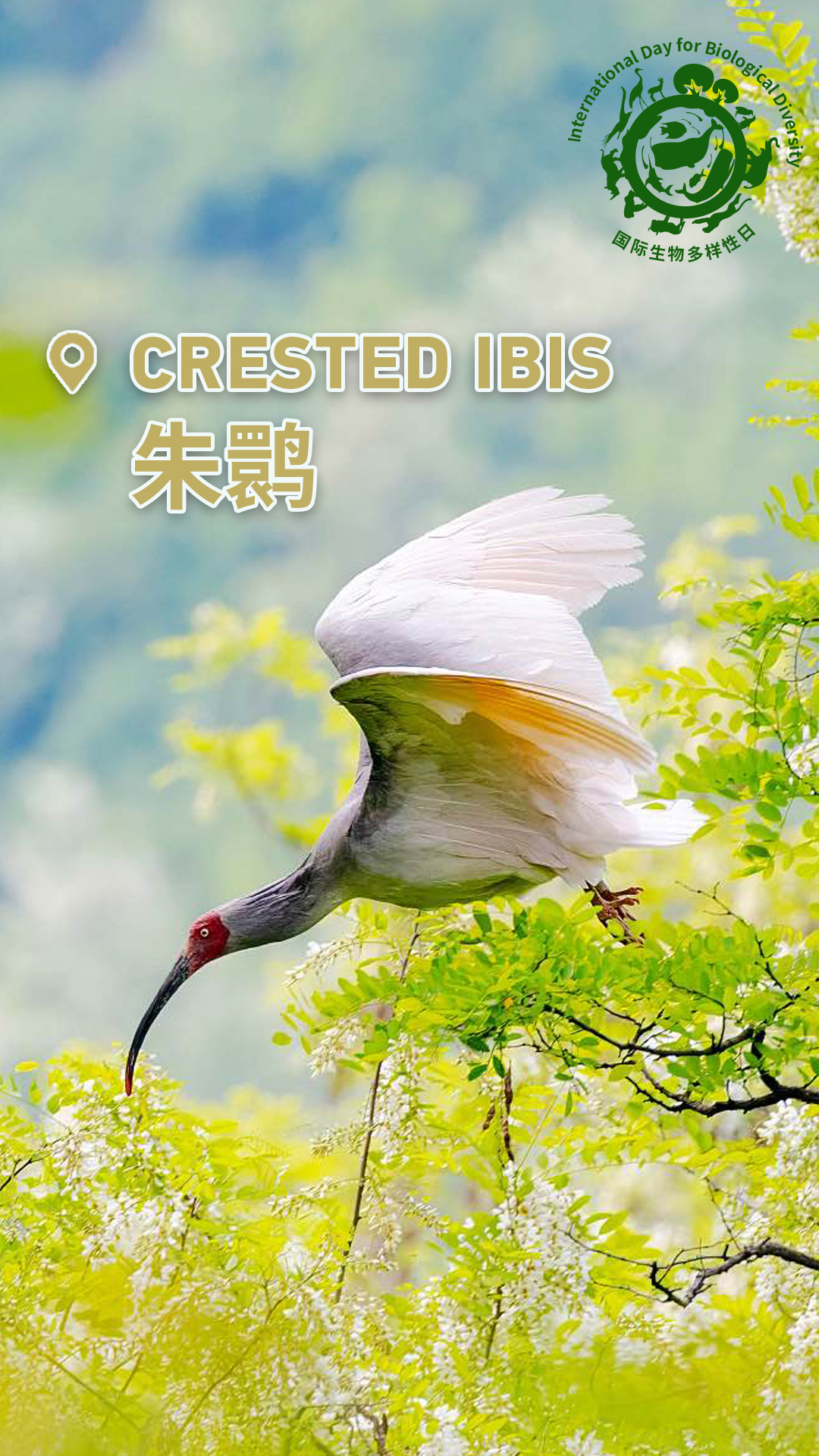 Check out China's cute animals on International Day for Biological Diversity