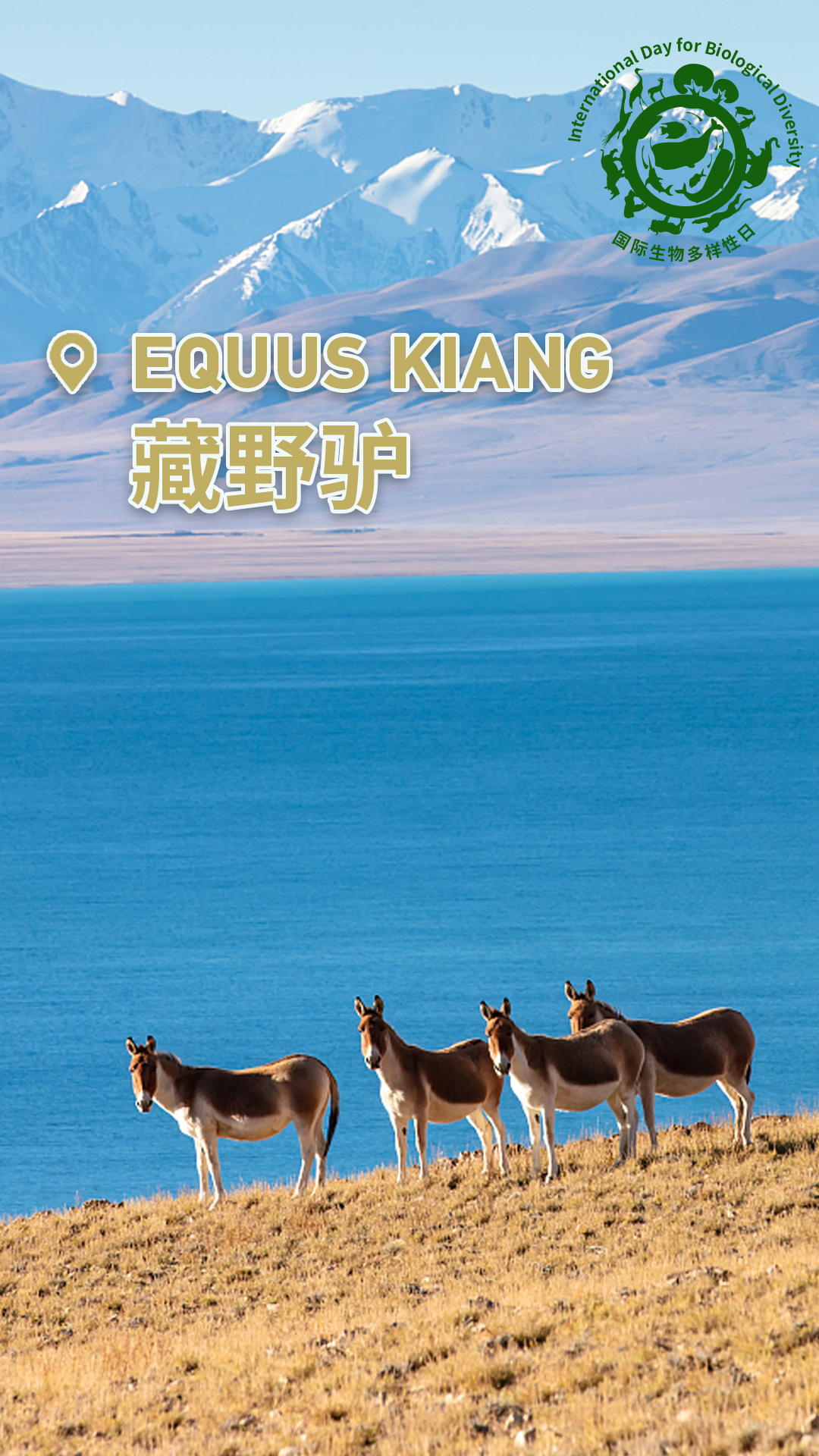 Check out China's cute animals on International Day for Biological Diversity