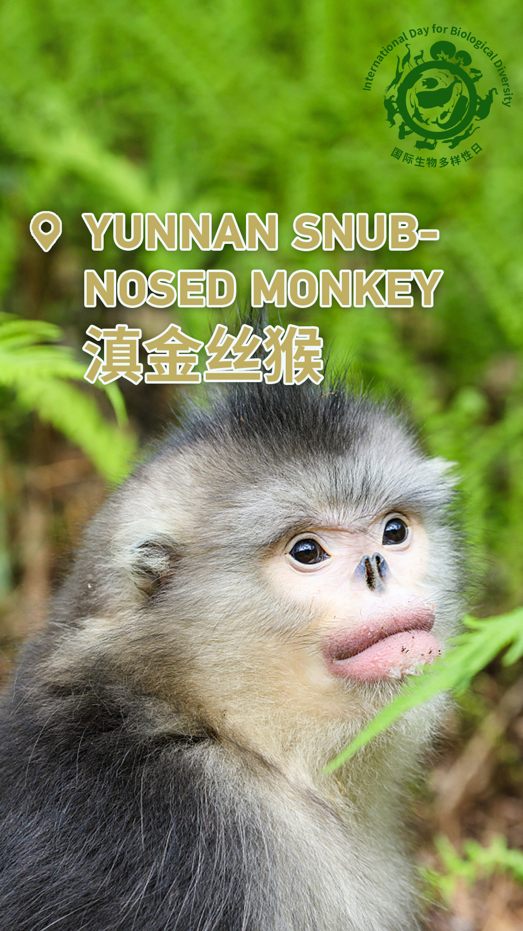 Check out China's cute animals on International Day for Biological Diversity