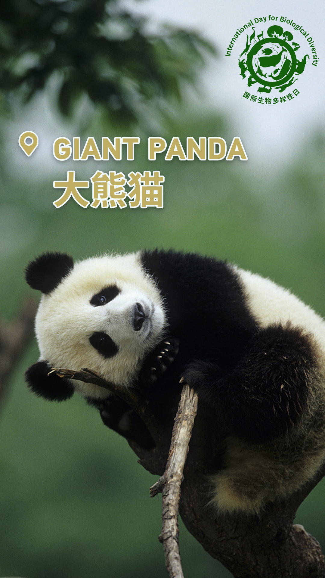 Check out China's cute animals on International Day for Biological Diversity