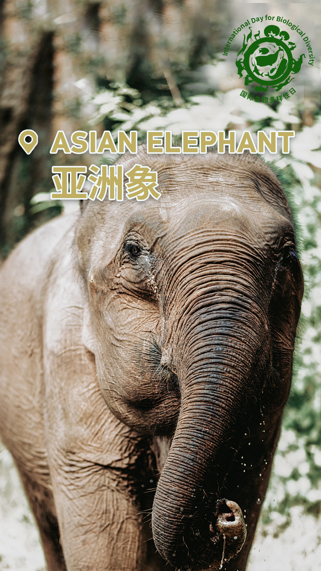 Check out China's cute animals on International Day for Biological Diversity