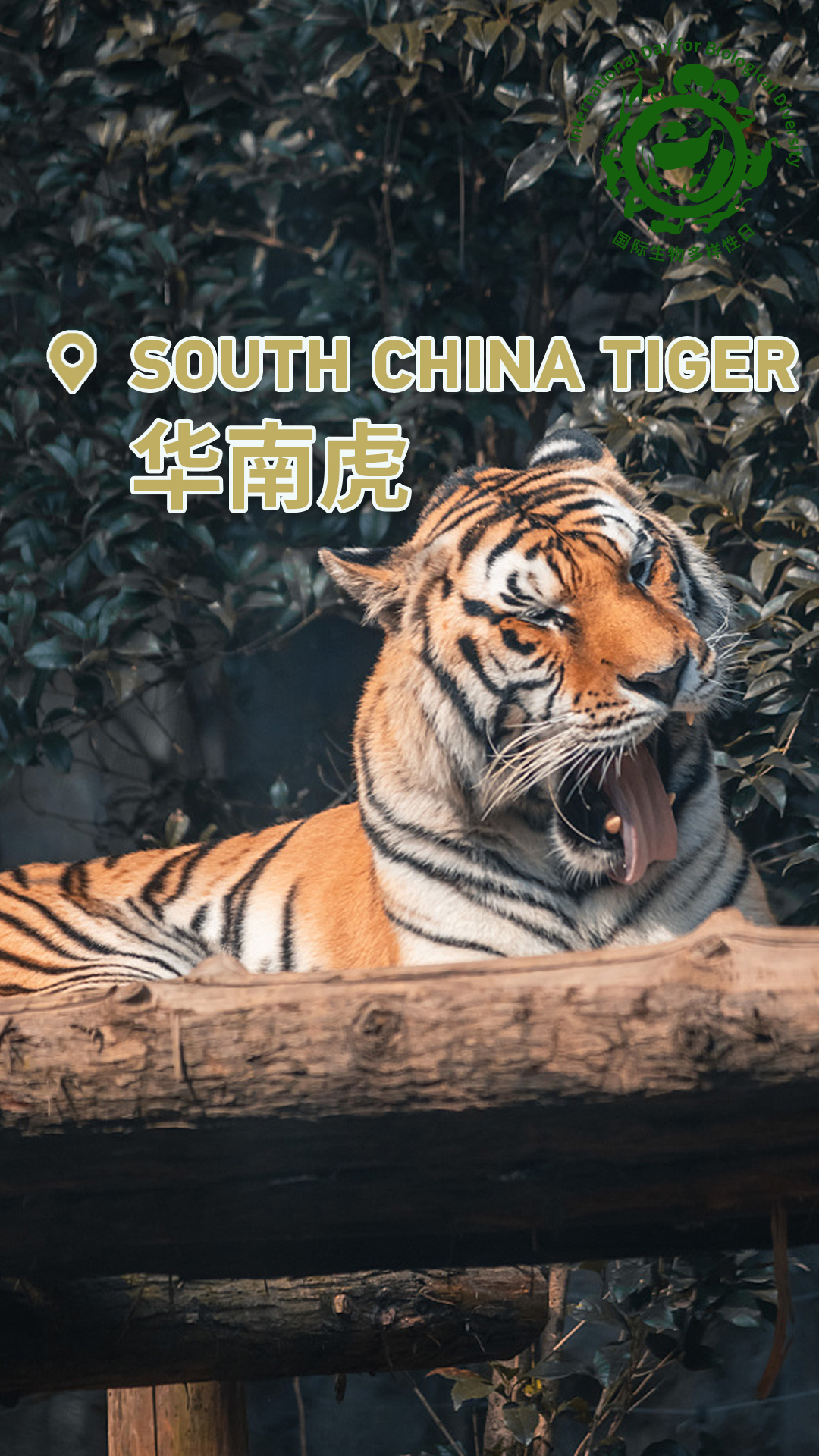 Check out China's cute animals on International Day for Biological Diversity