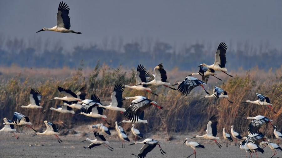 Oriental white storks fly over the Caofeidian wetland in Tangshan, north China's Hebei Province. /Xinhua
