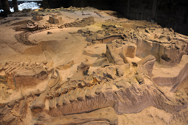 Dinosaur fossils are on display at the Zigong Dinosaur Museum in Zigong City, Sichuan Province. /CFP