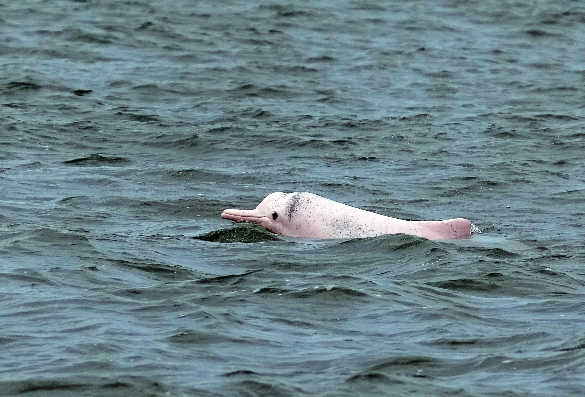 On May 16, 2024, in Zhanjiang City of Guangdong Province in south China, Chinese white dolphins frolicked and foraged in the waters of Leizhou Bay.