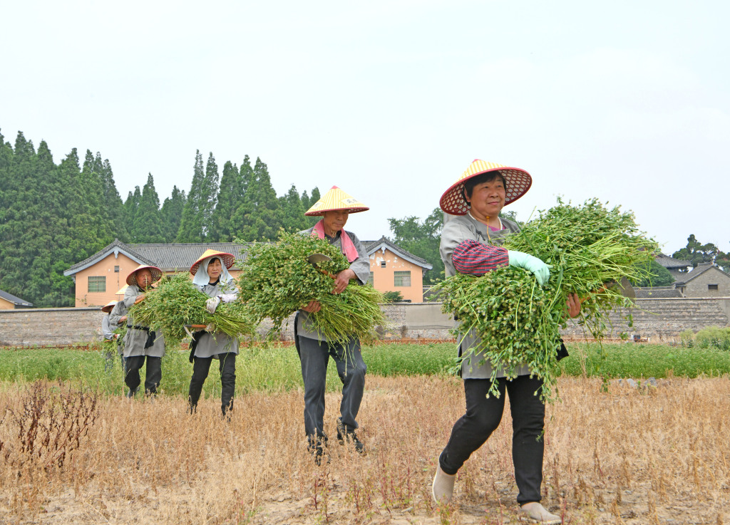 Village residents harvest fresh herbs for scented sachets in Shouxian County of Huainan, Anhui Province on May 21, 2024. /CFP