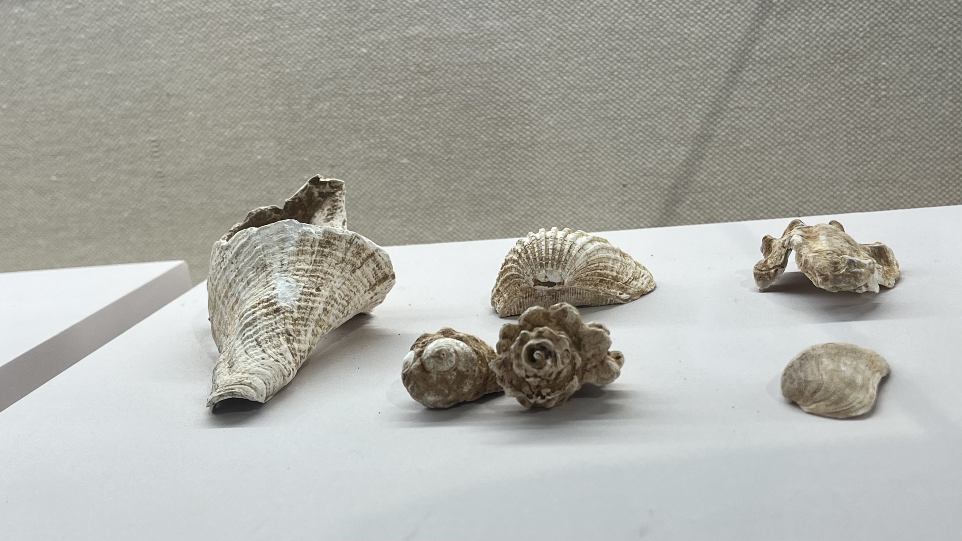 A photo taken on May 21, 2024 shows fossils of conchs and shellfish unearthed at the Keqiutou site on display at a museum in Fuzhou, Fujian Province, China. /CGTN