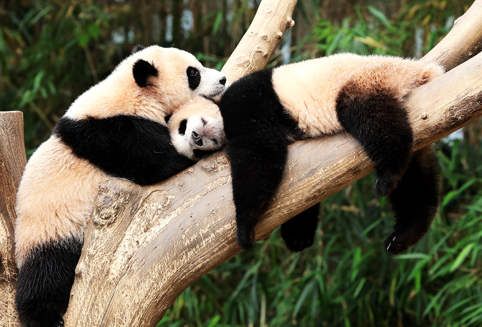 Twin giant pandas Hui Bao and Rui Bao in Everland in Yongin, South Korea, May 22, 2024. /CFP