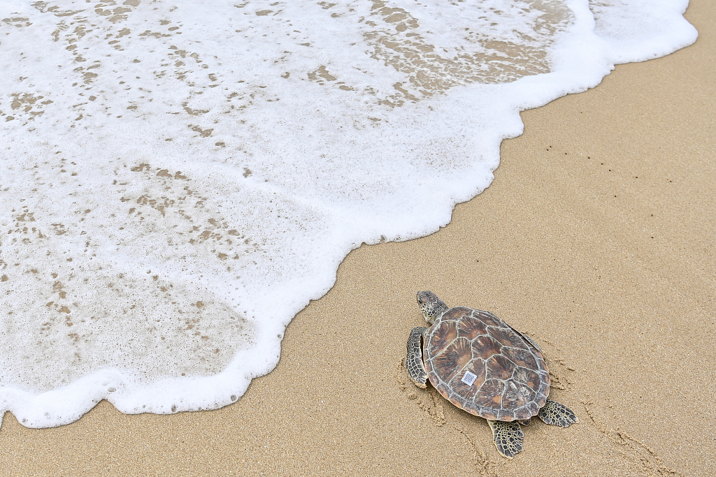A file photo shows a turtle being released back into the sea in Huizhou, Guangdong Province. /CFP