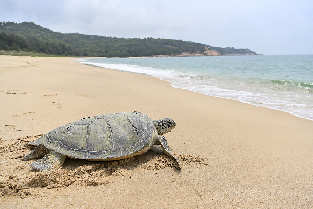 A file photo shows a turtle being released back into the sea in Huizhou, Guangdong Province. /CFP
