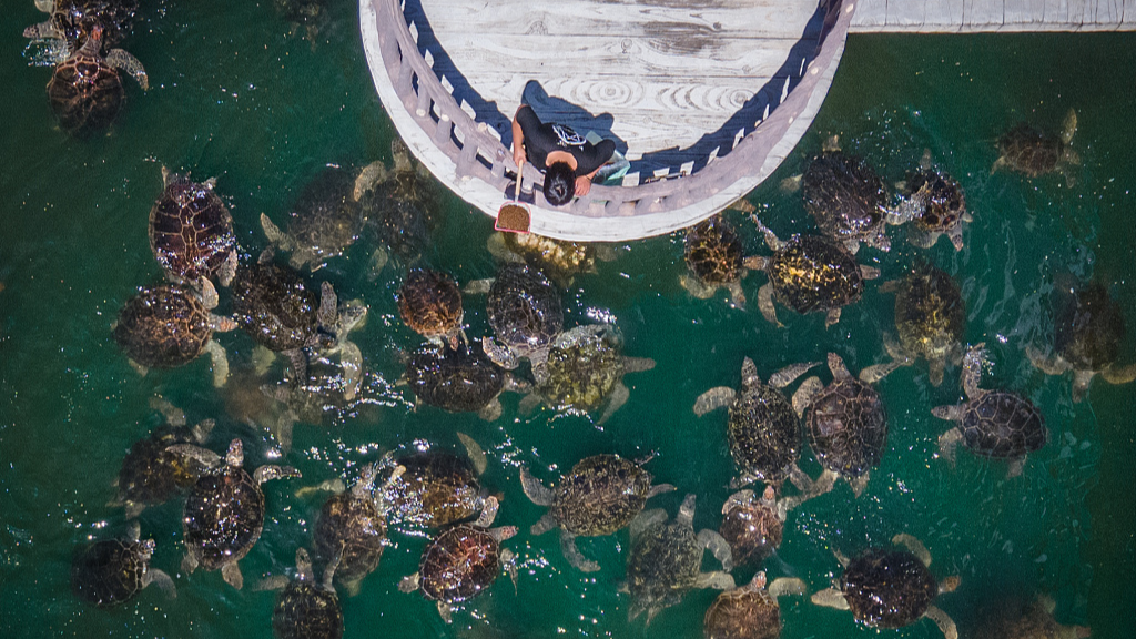 A file photo shows people feeding the turtles at a turtle reserve in Huizhou, Guangdong Province. /CFP
