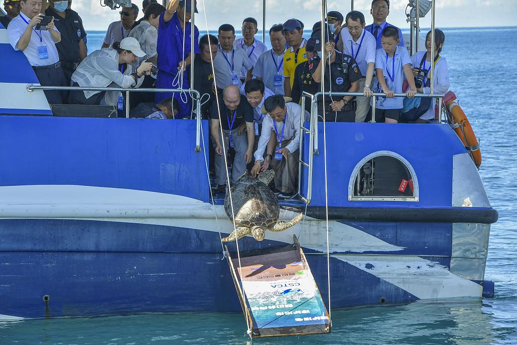A file photo shows people releasing a turtle back to the sea in Hainan. /CFP