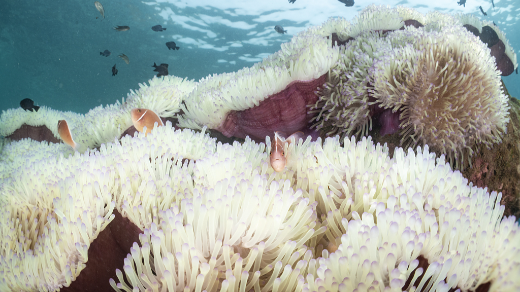 Pink skunk clownfish (Amphiprion perideraion) hide among the pale white stinging tentacles of a bleached sea anemone in a reef affected by coral bleaching from high water temperature, Trat, Thailand, May 8, 2024.  /CFP