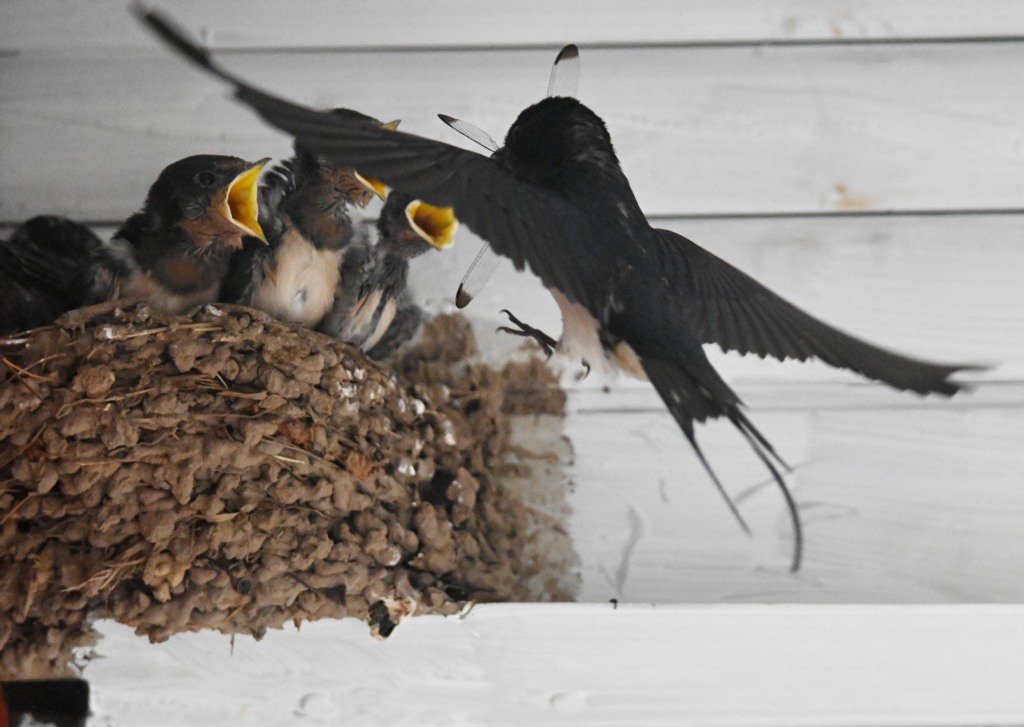 An adult swallow feeds its young at a nest in Jinhua, east China's Zhejiang Province, May 22, 2024. /CFP