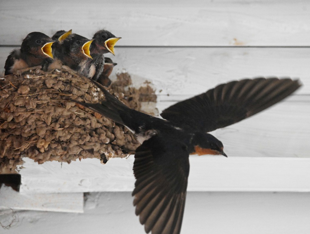 An adult swallow flies off to collect more food for its young at a nest in Jinhua, east China's Zhejiang Province, May 22, 2024. /CFP