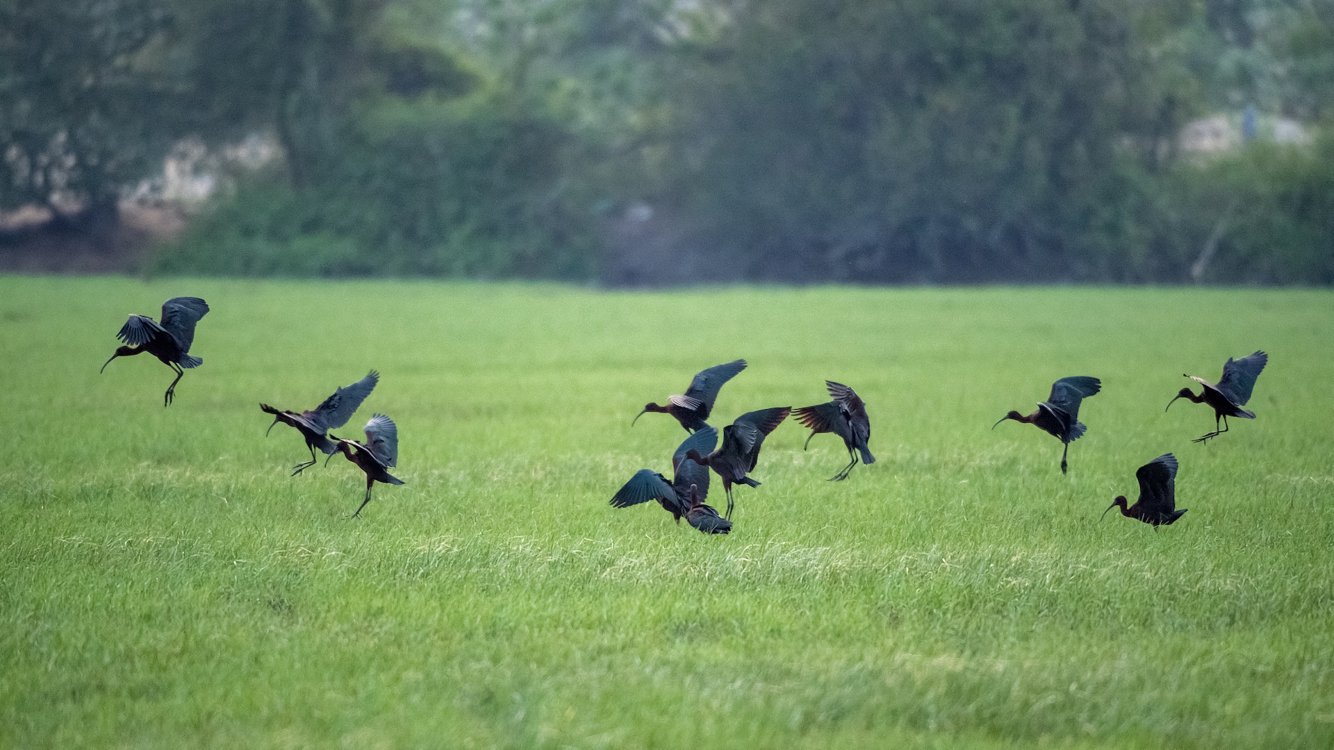 Glossy ibises flock in the Haiwei National Wetland Park in Changjiang Li Autonomous County, Hainan Province, south China, April 30, 2024. The species is under first-class state protection in China. /CFP