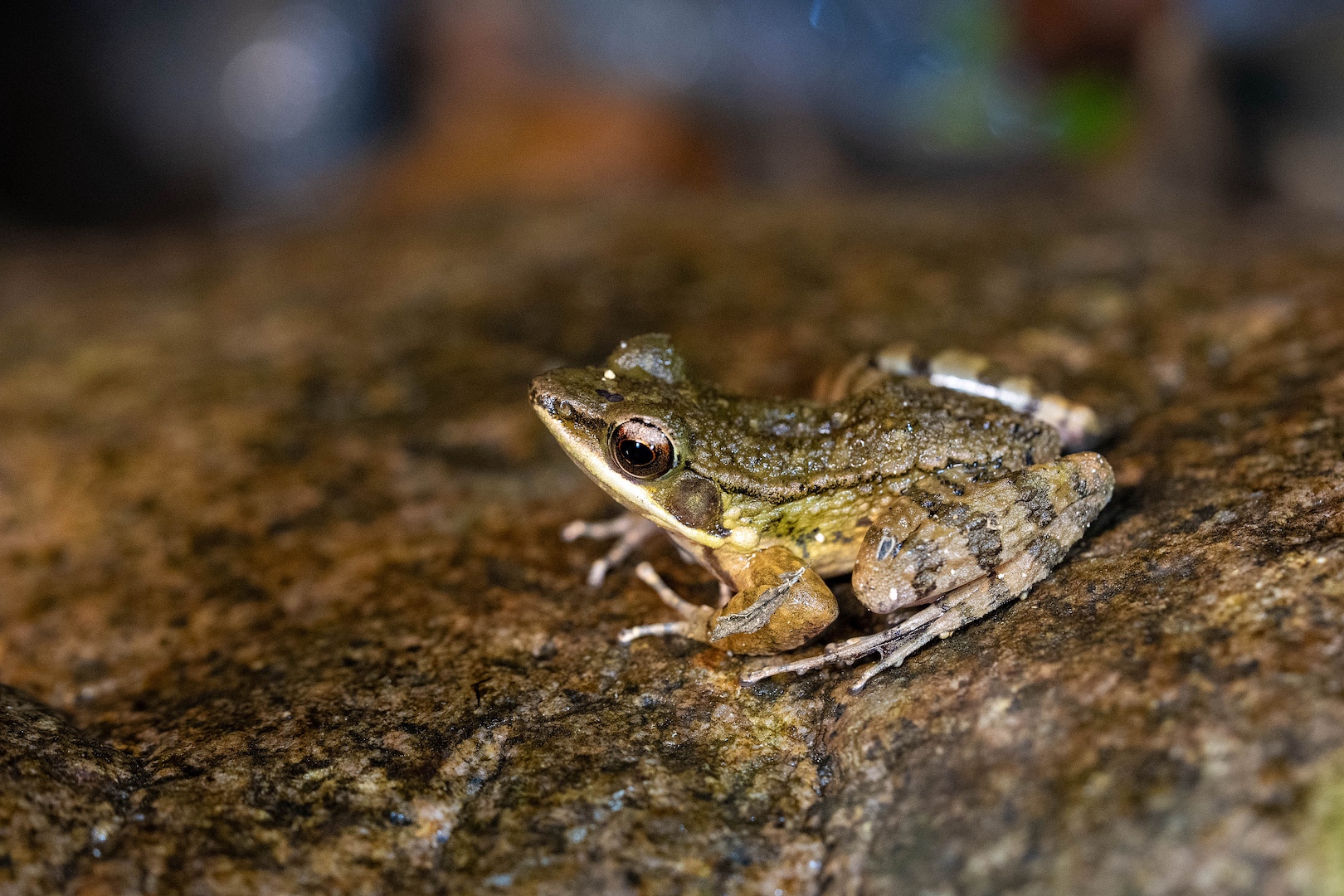 A little torrent frog rests on the rock, Hainan Tropical Rainforest National Park, Hainan Province, south China, December 5, 2023. The species is endemic to Hainan, and is listed as vulnerable on the International Union for Conservation of Nature Red List of Threatened Species. /CFP