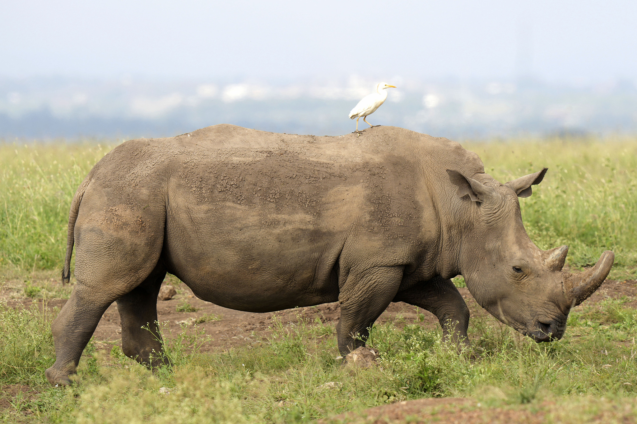 A black rhino is seen at Nairobi National Park in Nairobi, Kenya, January 31, 2024. /CFP