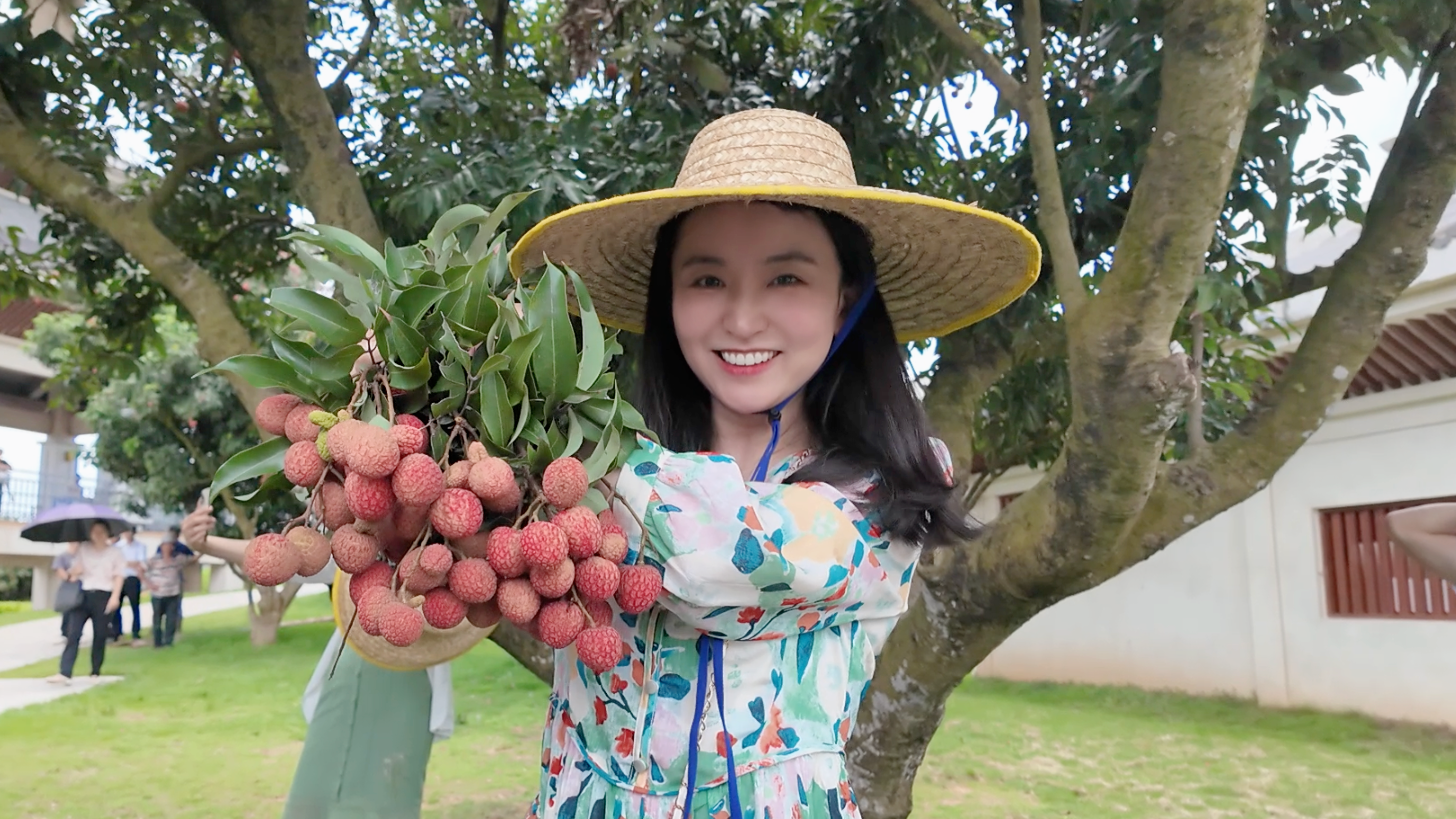 Live: Explore a millennium-old litchi orchard in south China's Maoming