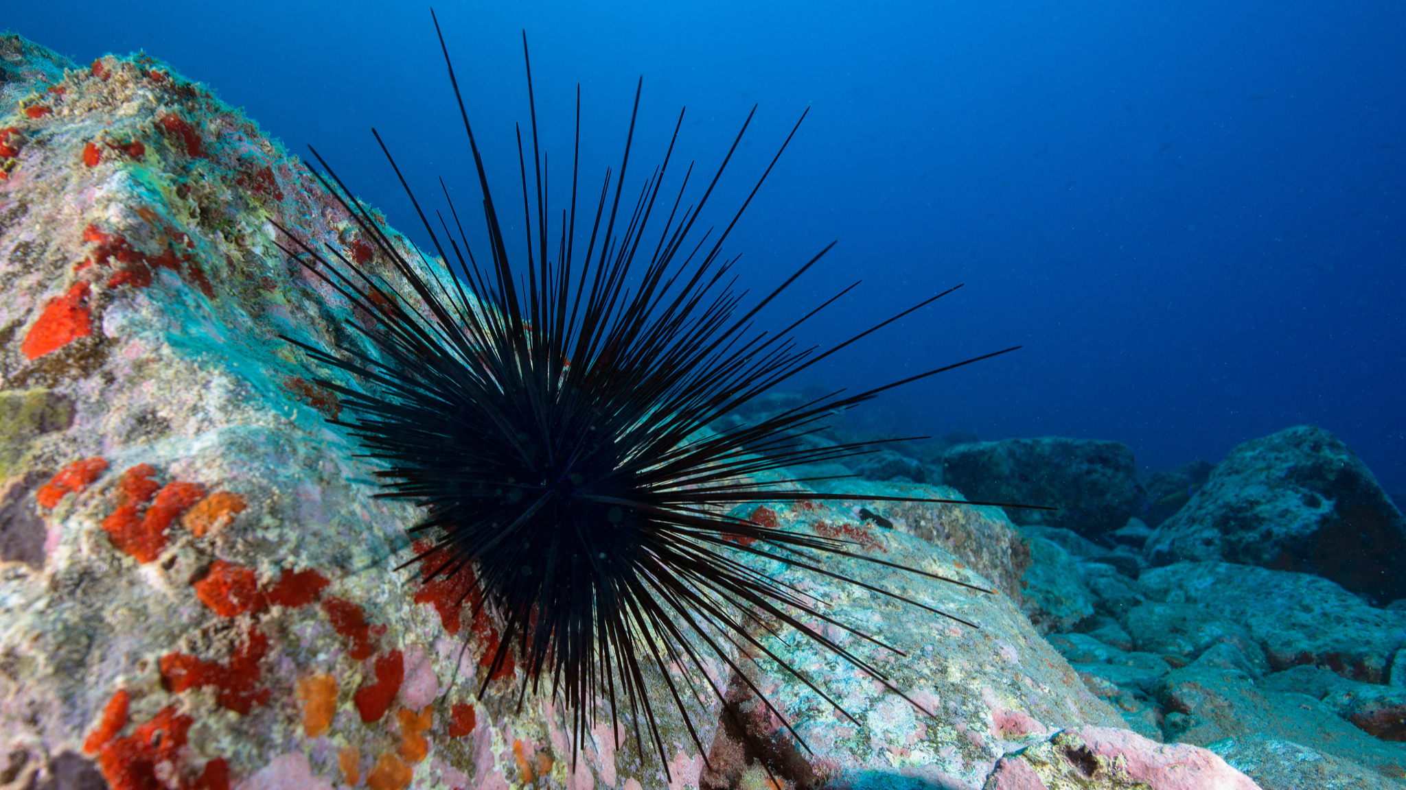 A long-spined sea urchin. /CFP