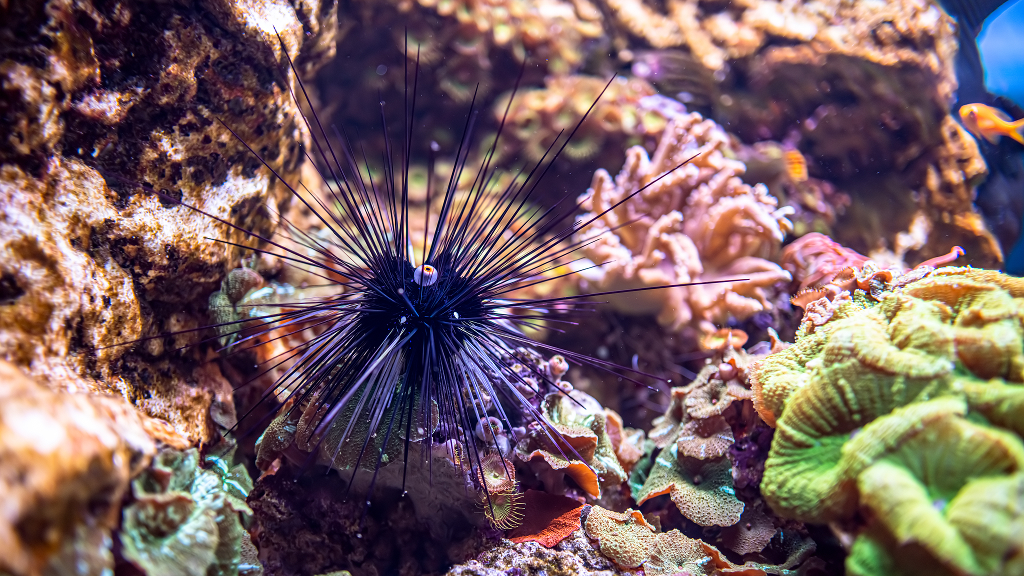An estimated hundreds of thousands of urchins have died of the scuticociliate parasite so far, according to the researchers. /CFP