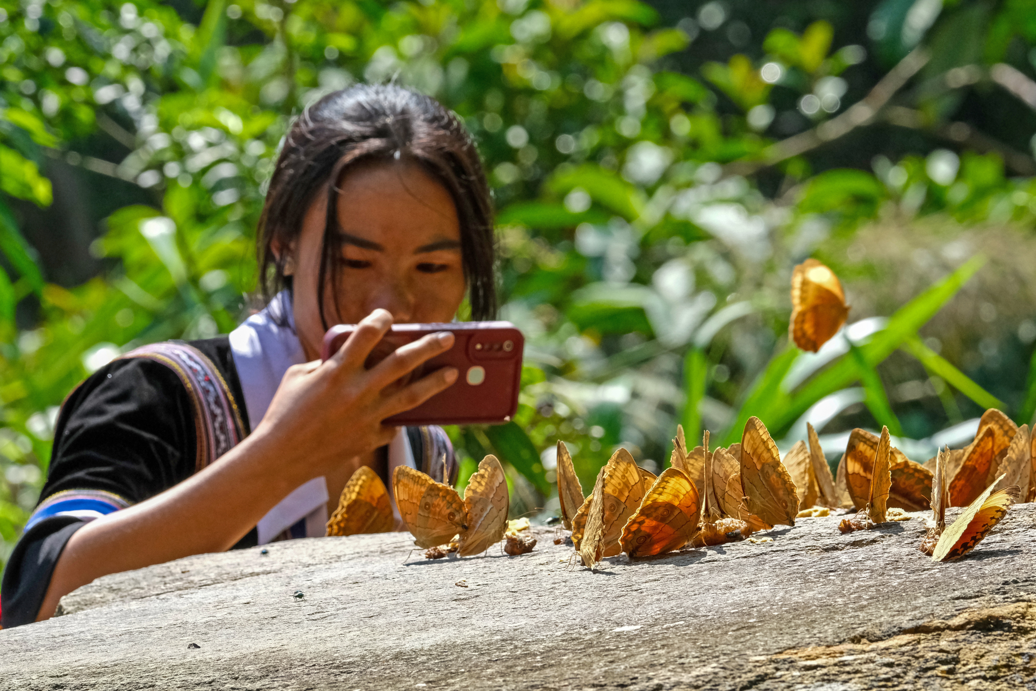 A girl takes photos of butterflies at the Honghe Butterfly Valley in Yunnan Province on May 23, 2024. /CFP