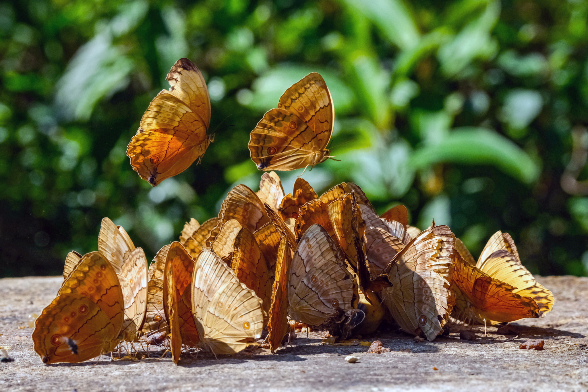 A swarm of butterflies is pictured at the Honghe Butterfly Valley in Yunnan Province on May 23, 2024. /CFP