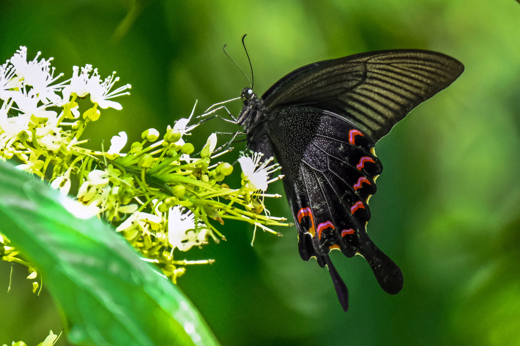 A butterfly is pictured at the Honghe Butterfly Valley in Yunnan Province on May 23, 2024. /CFP