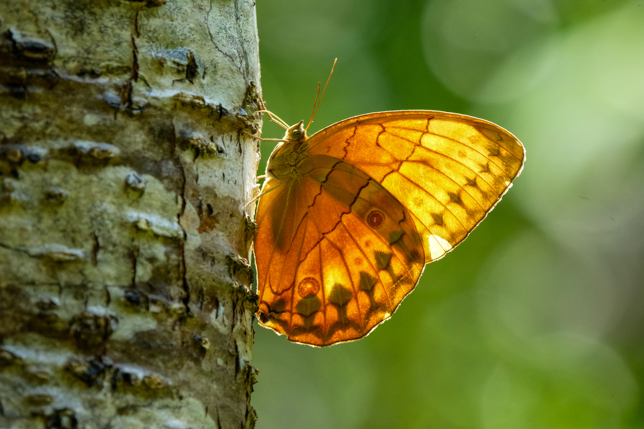 A butterfly clings to a tree trunk at the Honghe Butterfly Valley in Yunnan Province on May 23, 2024. /CFP
