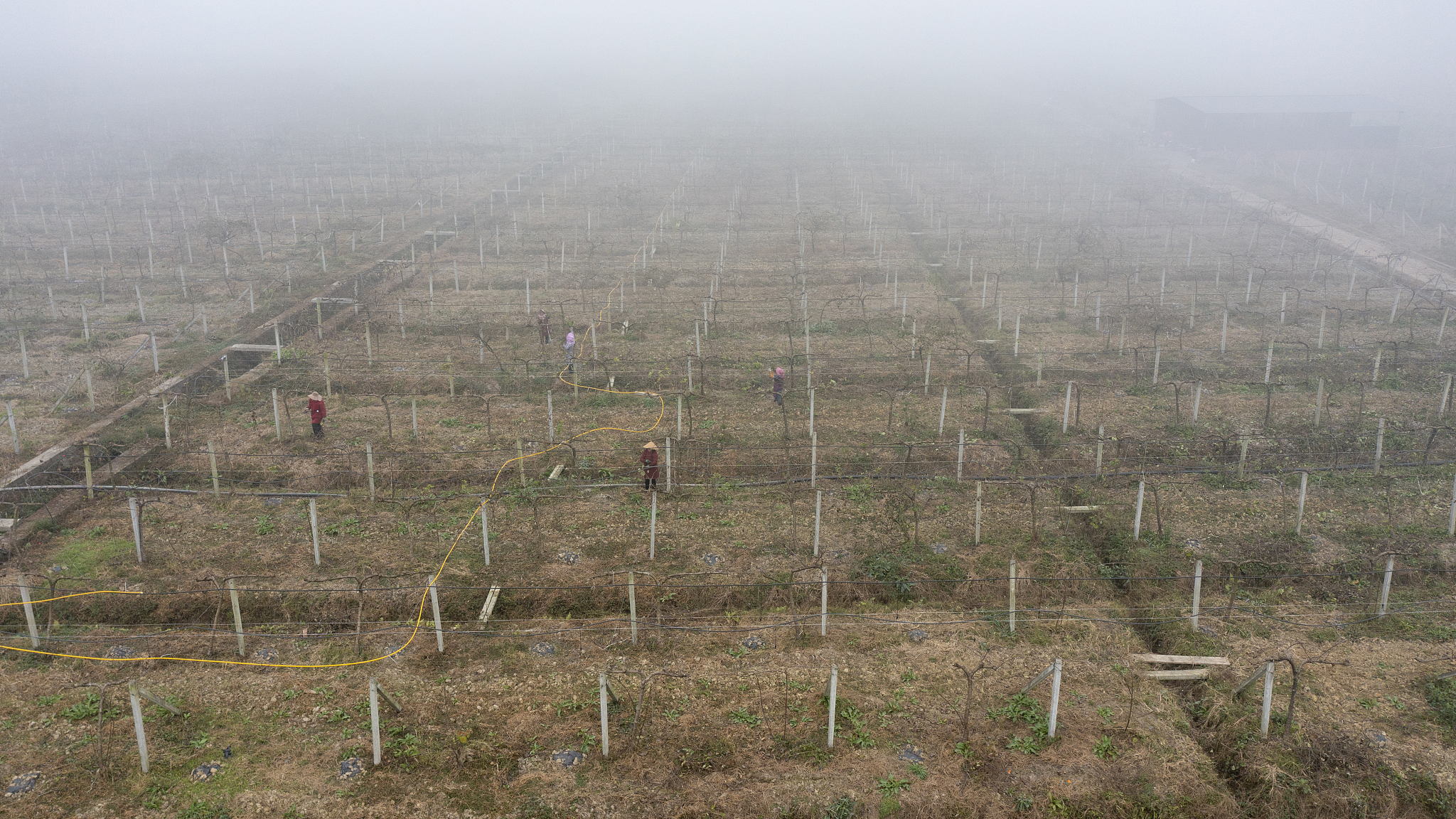 A view of Tang Xinchen's orchard in Chengdu City, southwest China's Sichuan Province, December 4, 2023. /CFP